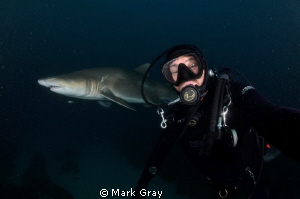"Selfie" with Grey Nurse by Mark Gray 